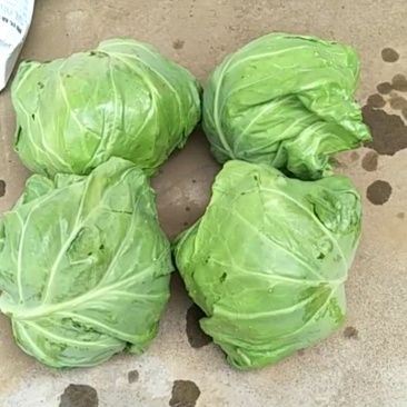 新鲜甘蓝