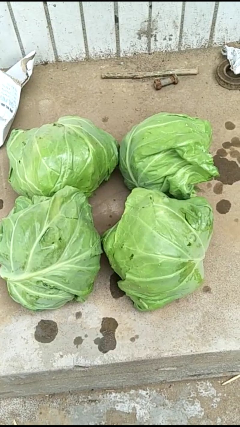 新鲜甘蓝