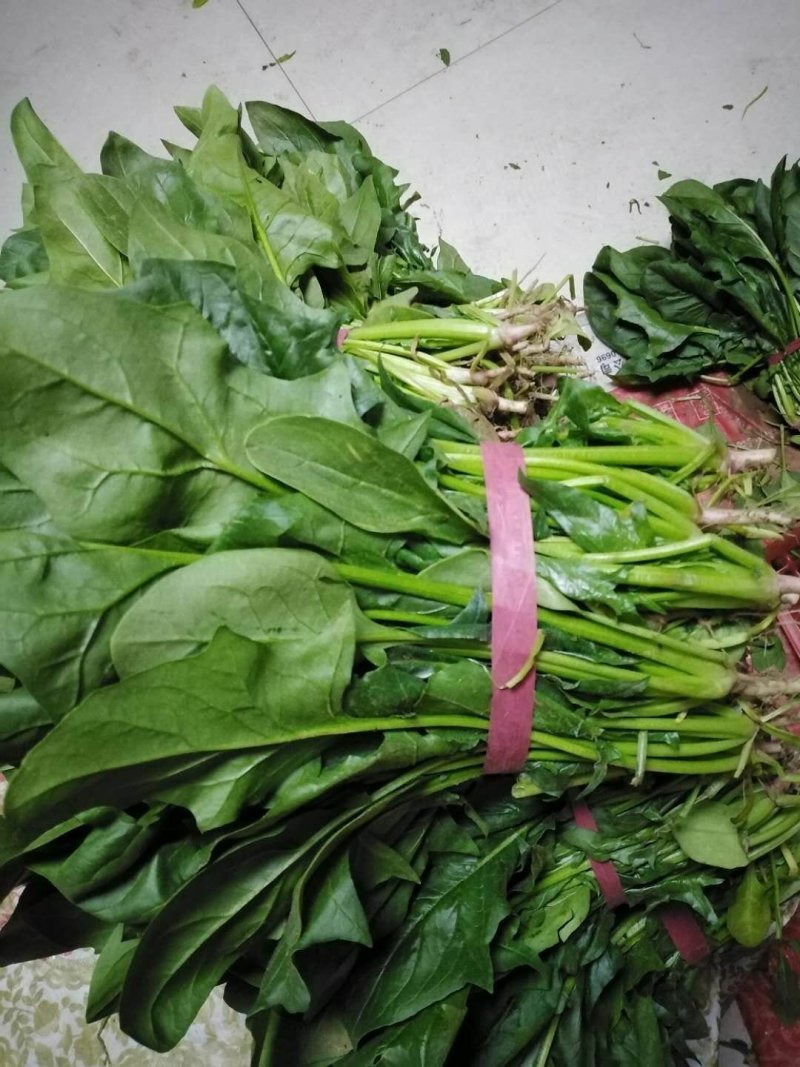 大叶菠菜