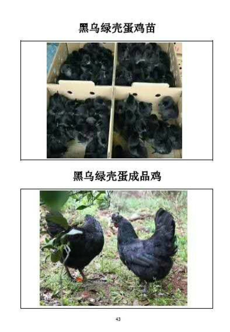 五黑一绿壳鸡苗高产蛋鸡苗年产蛋320枚满1000送100