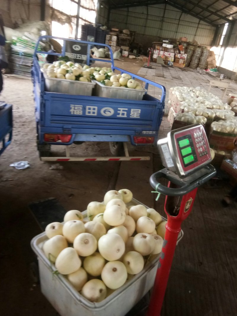 【产地直供一手货源】甜瓜蜜宝甜瓜精品诚实守信合作共赢