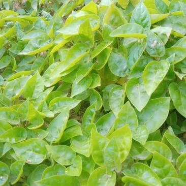 树番茄苗