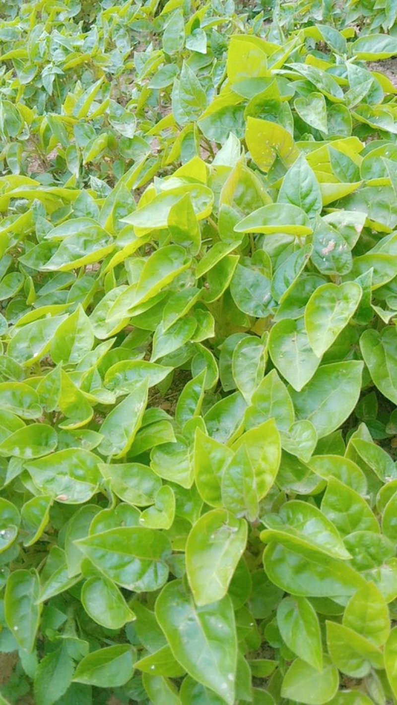 树番茄苗