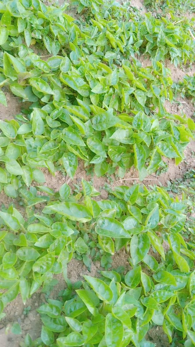 树番茄苗