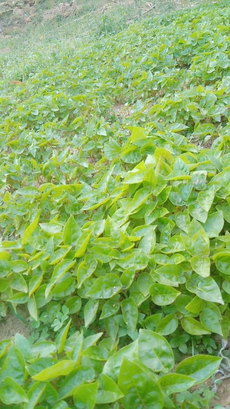 树番茄苗