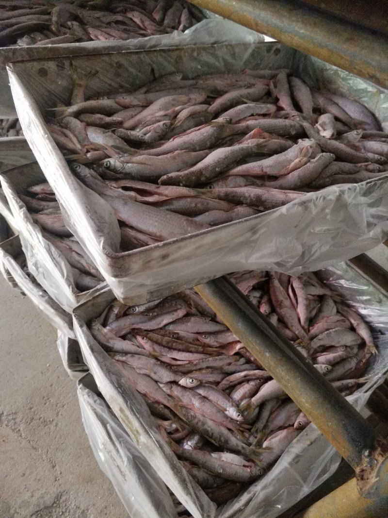 餐条鱼