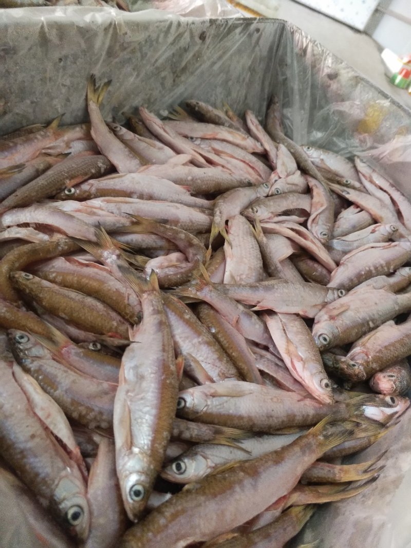 餐条鱼