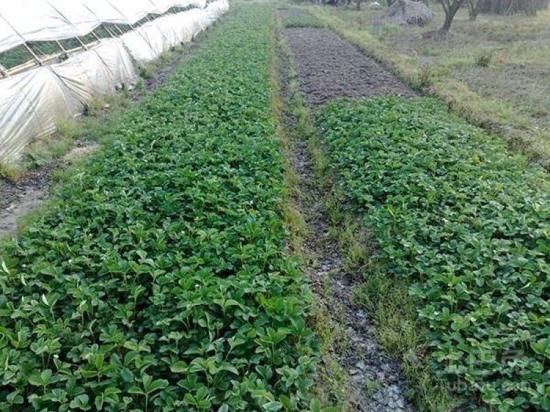 牛奶草莓苗产地直供品种保证纯度基地直供