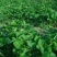 牛奶草莓苗产地直供品种保证纯度基地直供