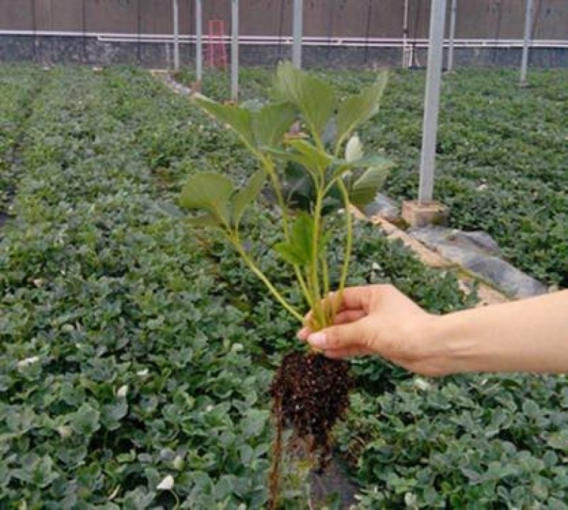 牛奶草莓苗产地直供品种保证纯度基地直供