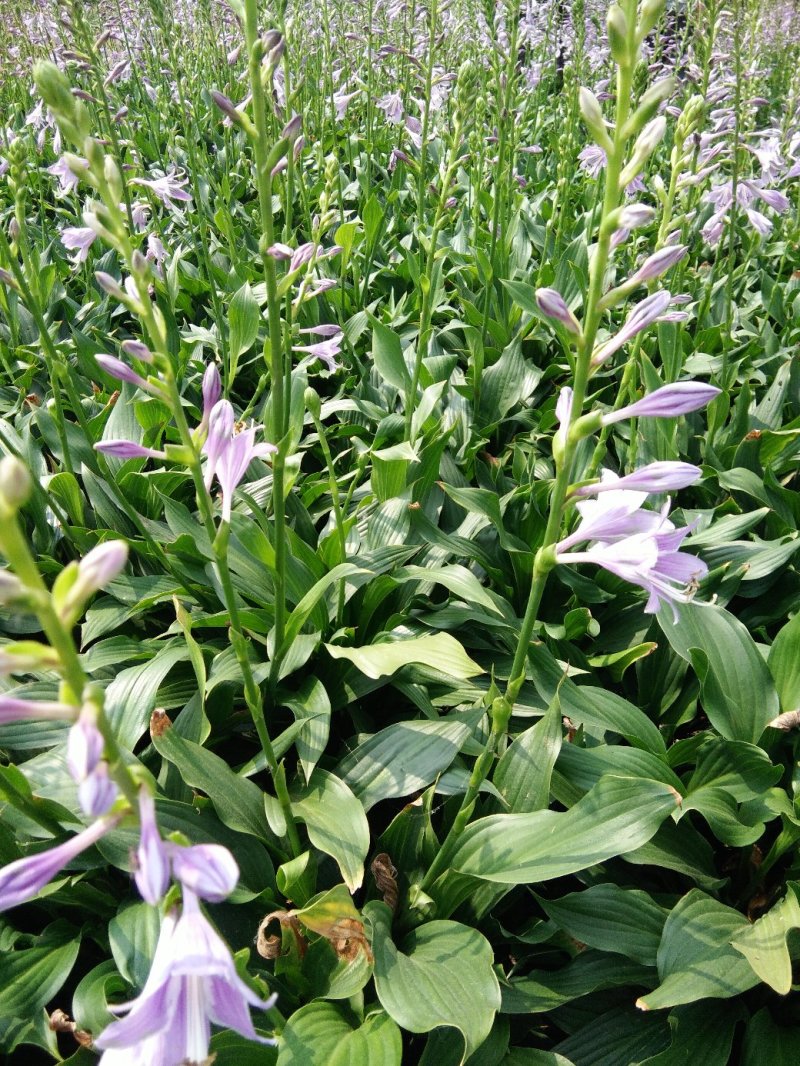耐阴植物玉簪花苗