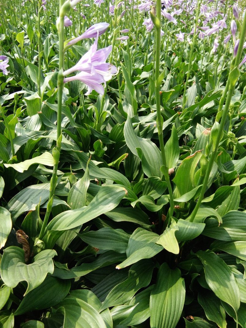 耐阴植物玉簪花苗
