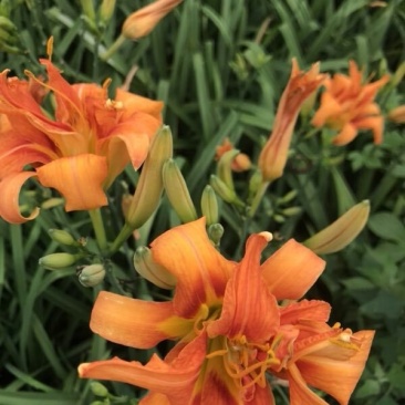 大花萱草花苗