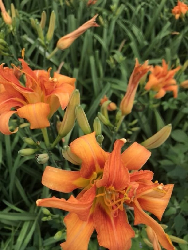 大花萱草花苗