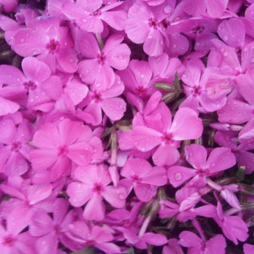 芝樱花丛生福禄考花苗