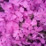 芝樱花丛生福禄考花苗