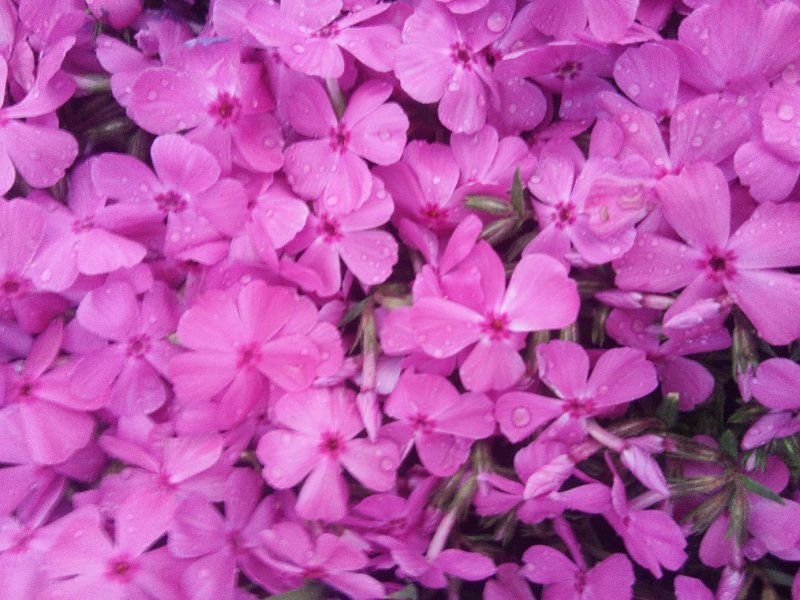 芝樱花丛生福禄考花苗
