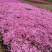 芝樱花丛生福禄考花苗