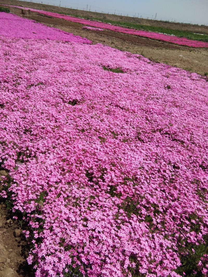 芝樱花丛生福禄考花苗