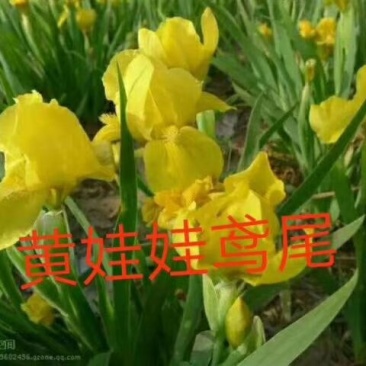 黄娃娃鸢尾花苗