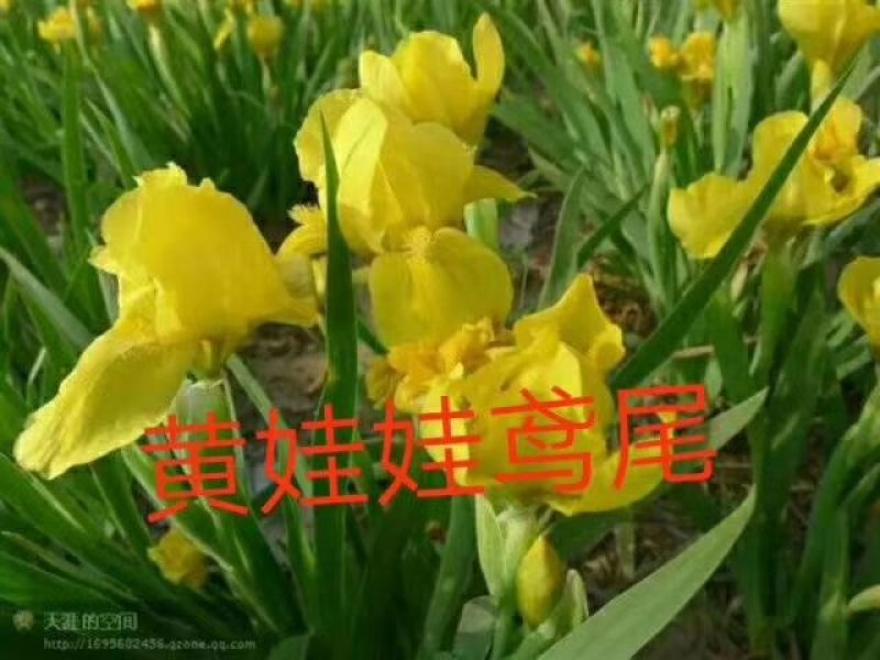 黄娃娃鸢尾花苗