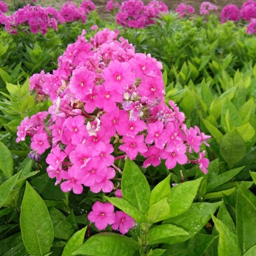 福禄考花苗