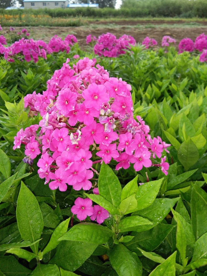 福禄考花苗
