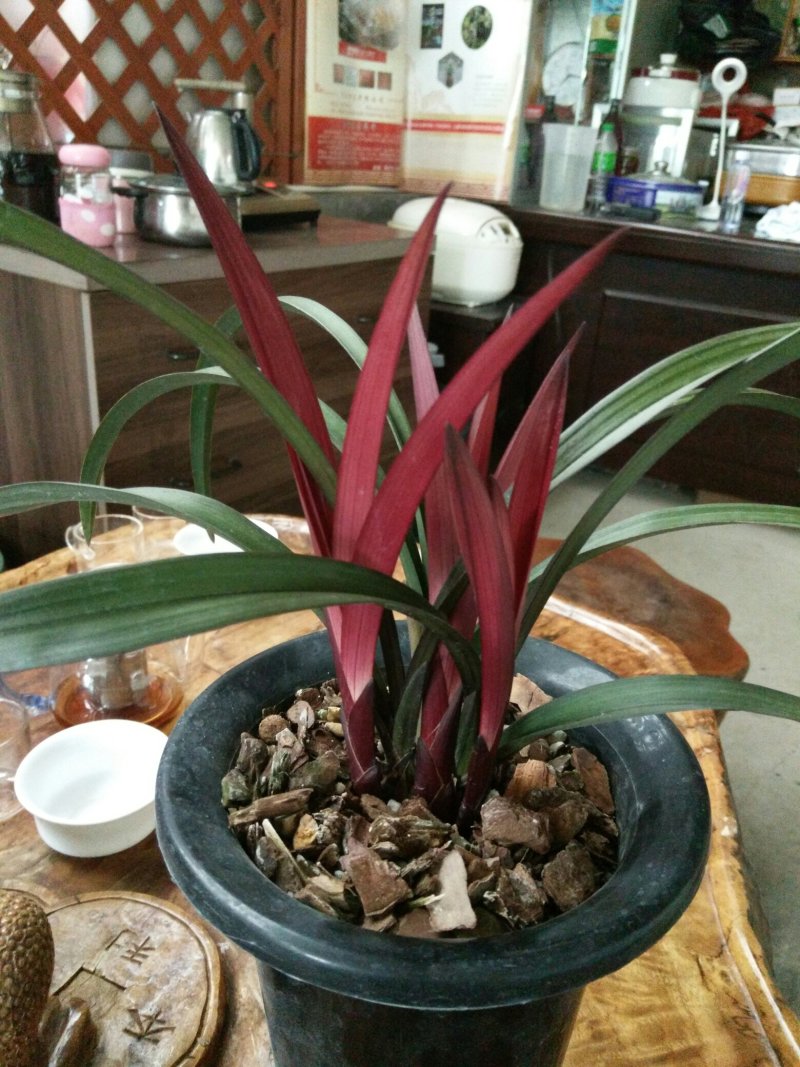 建兰红草红荷