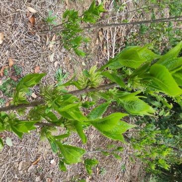 杜仲