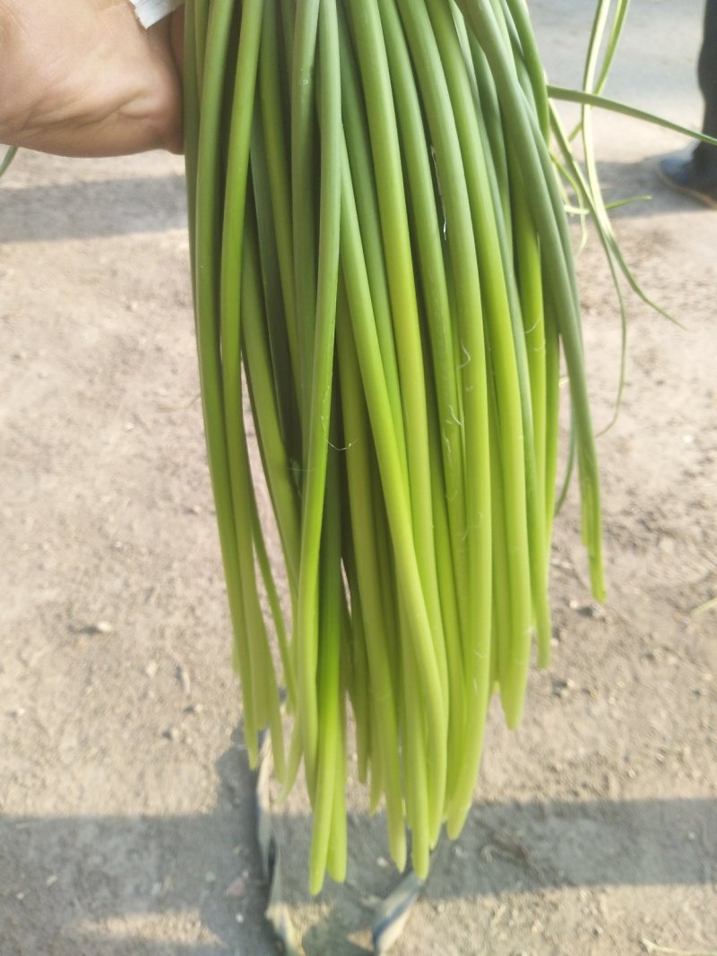 金乡红帽蒜苔大量上市出库一手货源批发品质保证价格美丽