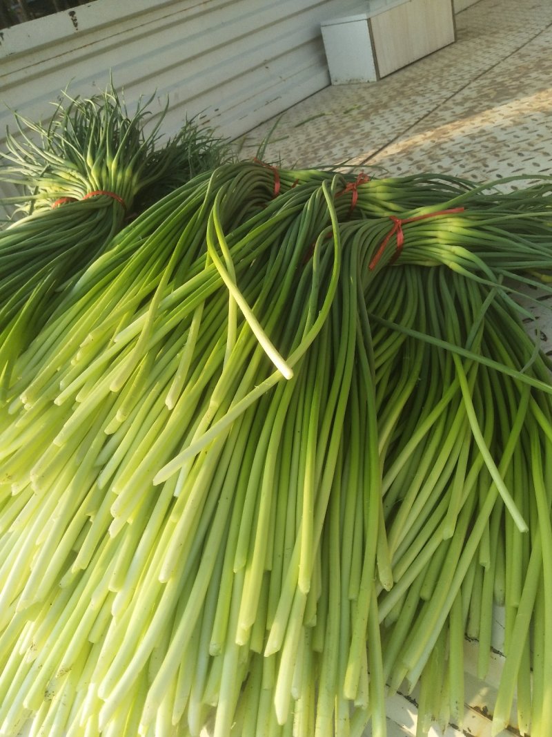 金乡红帽蒜苔大量上市出库一手货源批发品质保证价格美丽