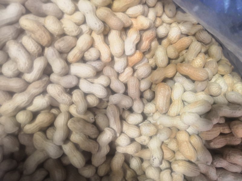 珍珠果小花生