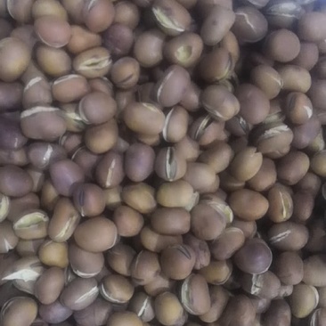 小蚕豆
