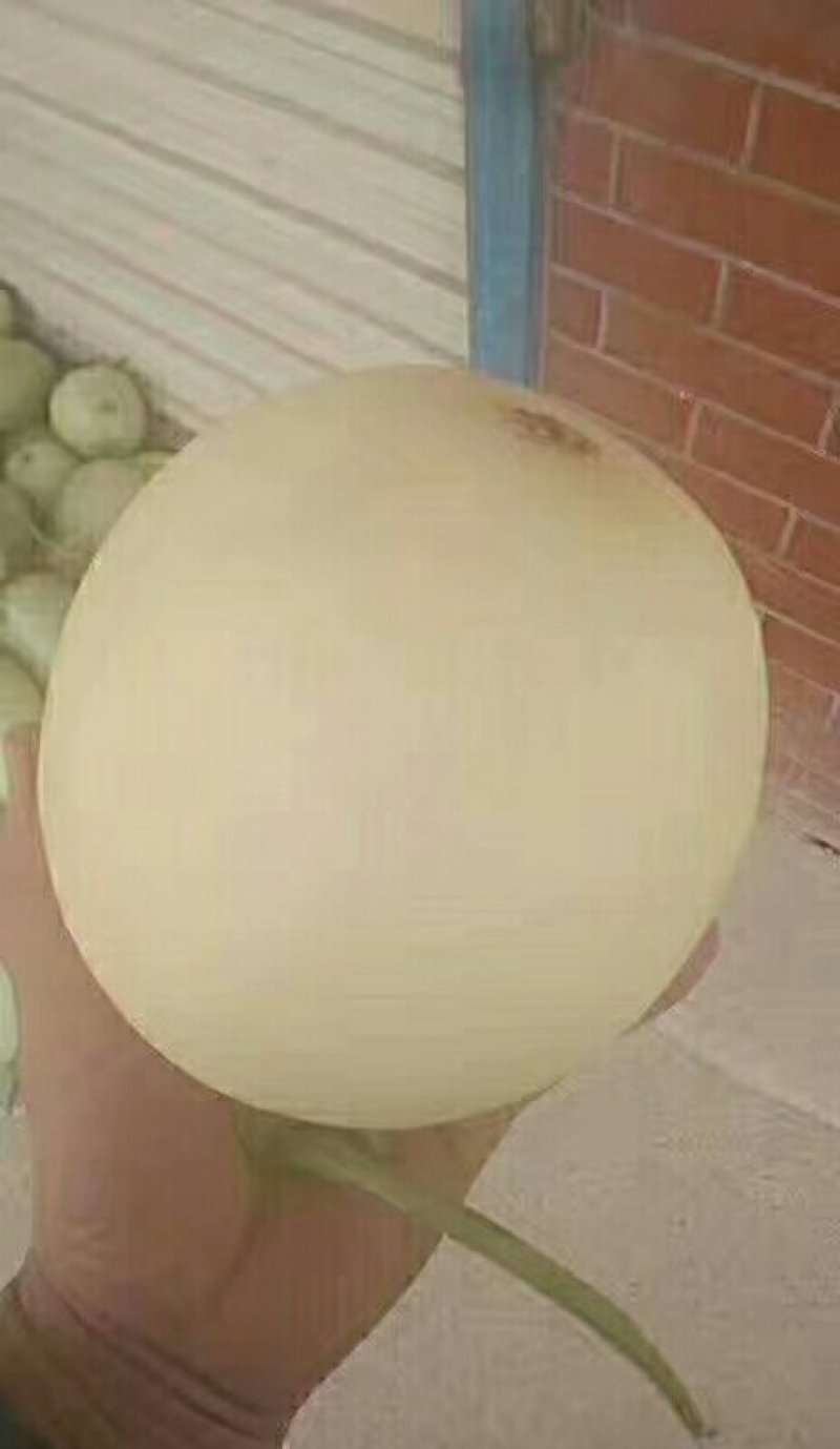 甜瓜精品甜瓜量大质量好，有要的抓紧联系一五八五六二四四五
