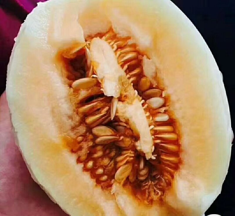 甜瓜精品甜瓜量大质量好，有要的抓紧联系一五八五六二四四五