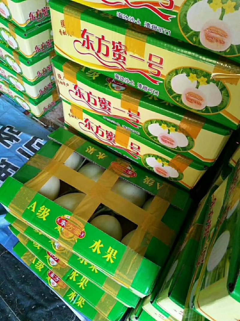 甜瓜精品甜瓜量大质量好，有要的抓紧联系一五八五六二四四五