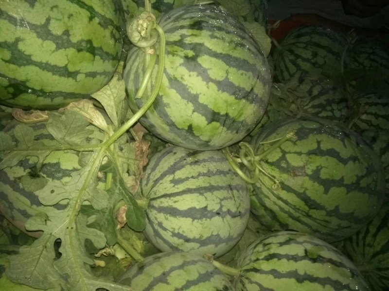 实力推荐，8424精品西瓜，产地直供，质量上乘！