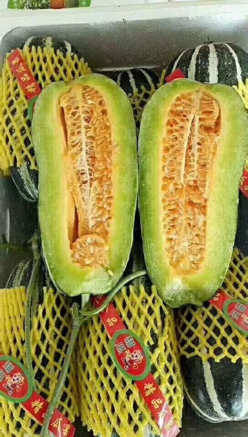 博洋9号甜瓜