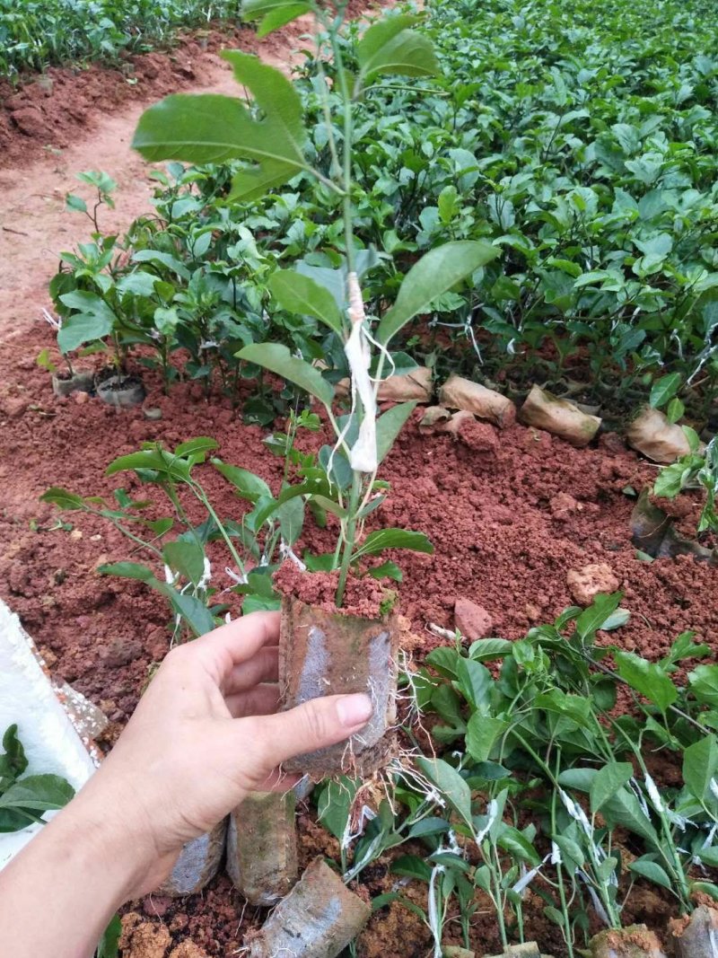 黄金嫁接苗