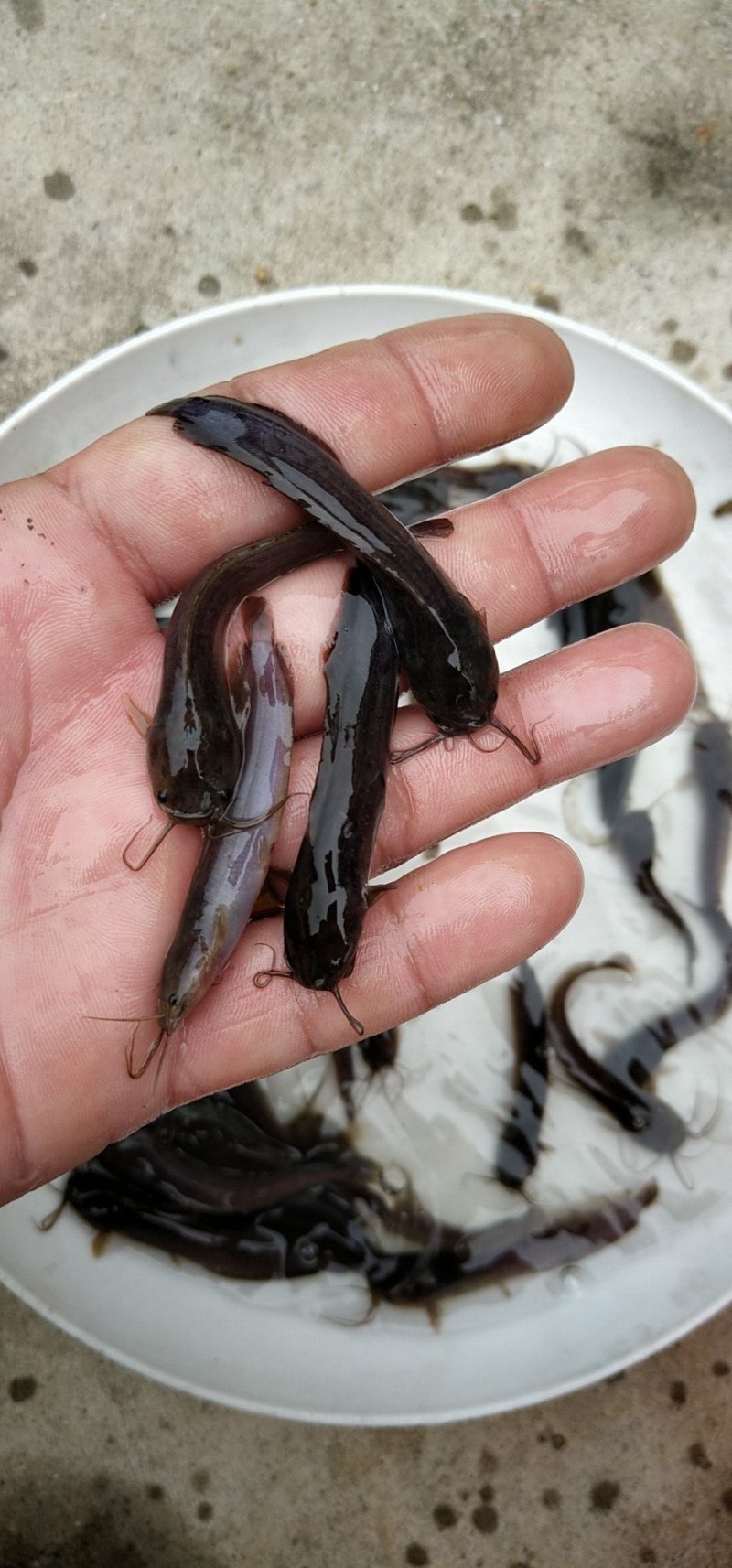 塘角鱼苗本地塘虱鱼苗三黄塘角鱼苗淡水塘虱鱼苗批发