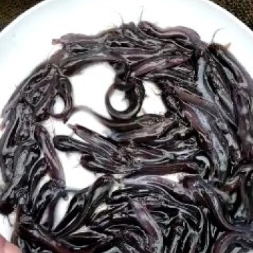 塘角鱼苗本地塘虱鱼苗三黄塘角鱼苗淡水塘虱鱼苗批发