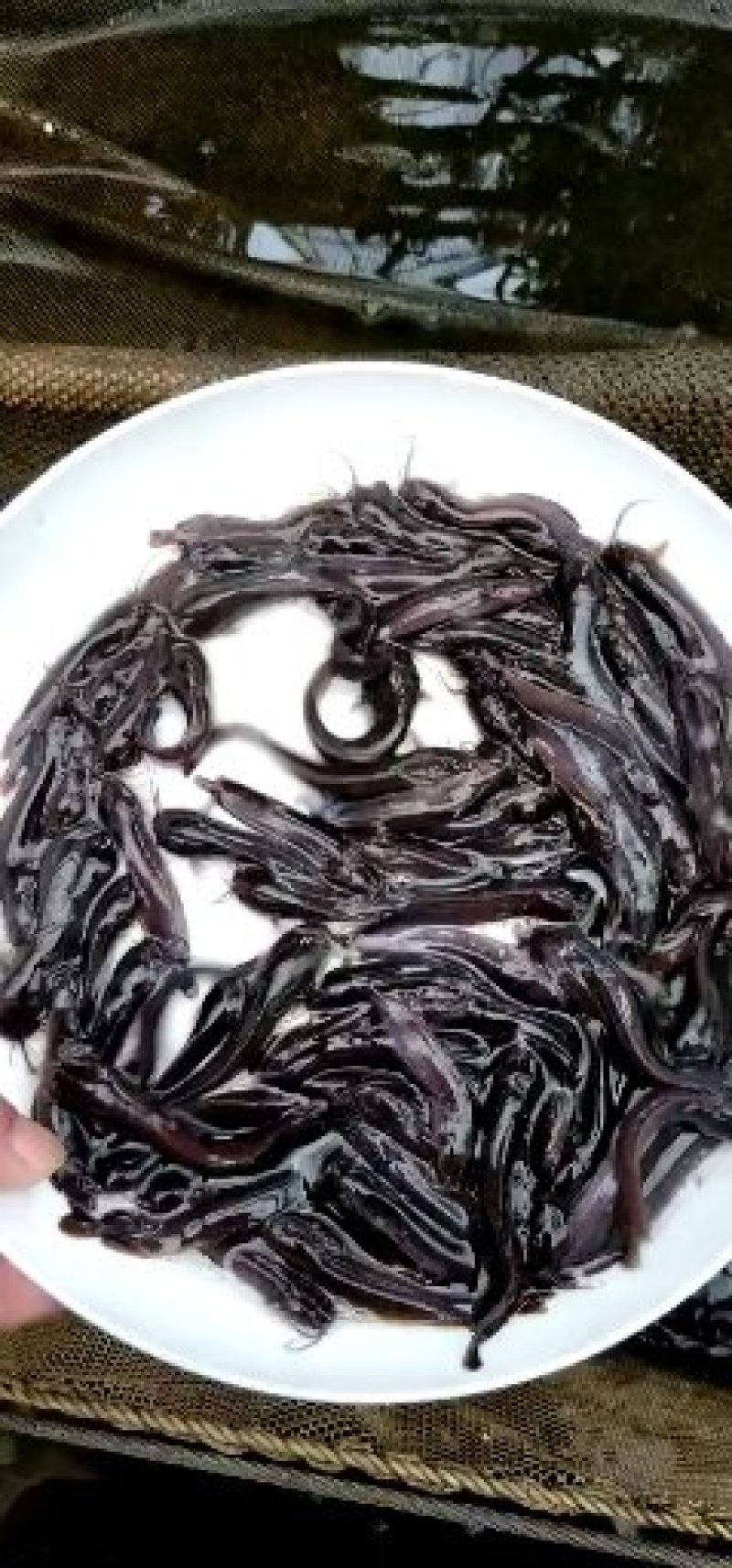 塘角鱼苗本地塘虱鱼苗三黄塘角鱼苗淡水塘虱鱼苗批发