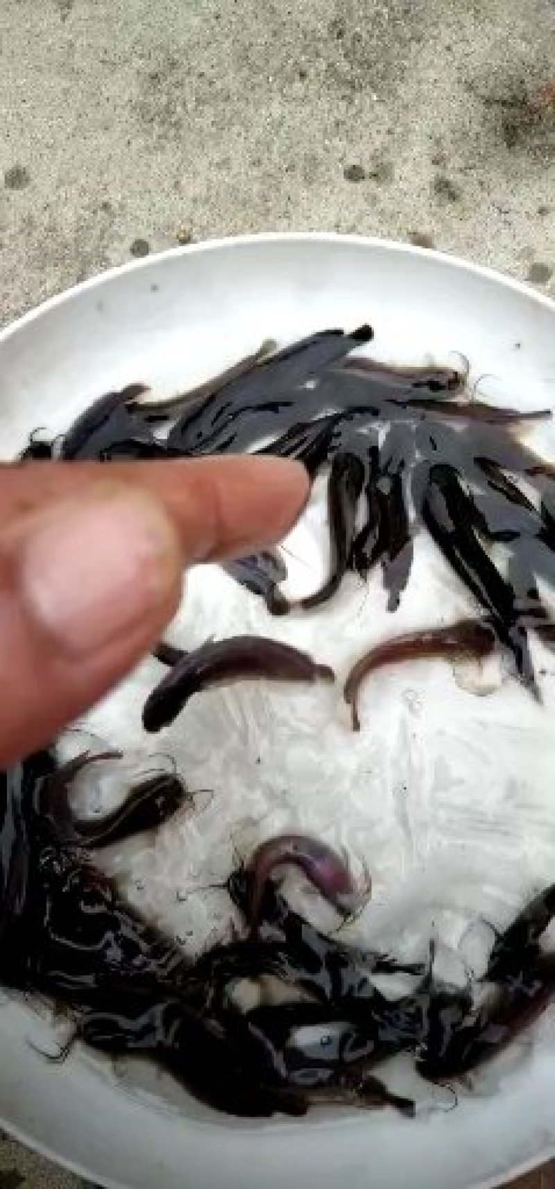 塘角鱼苗本地塘虱鱼苗三黄塘角鱼苗淡水塘虱鱼苗批发