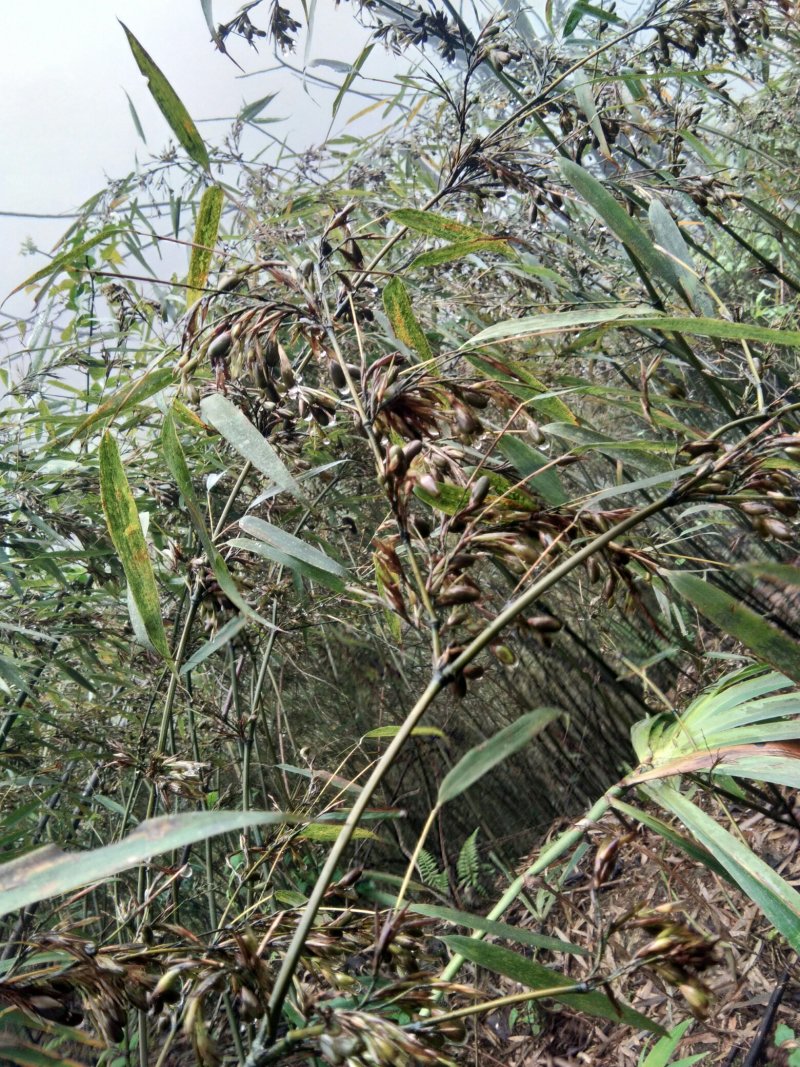 竹笋，竹米