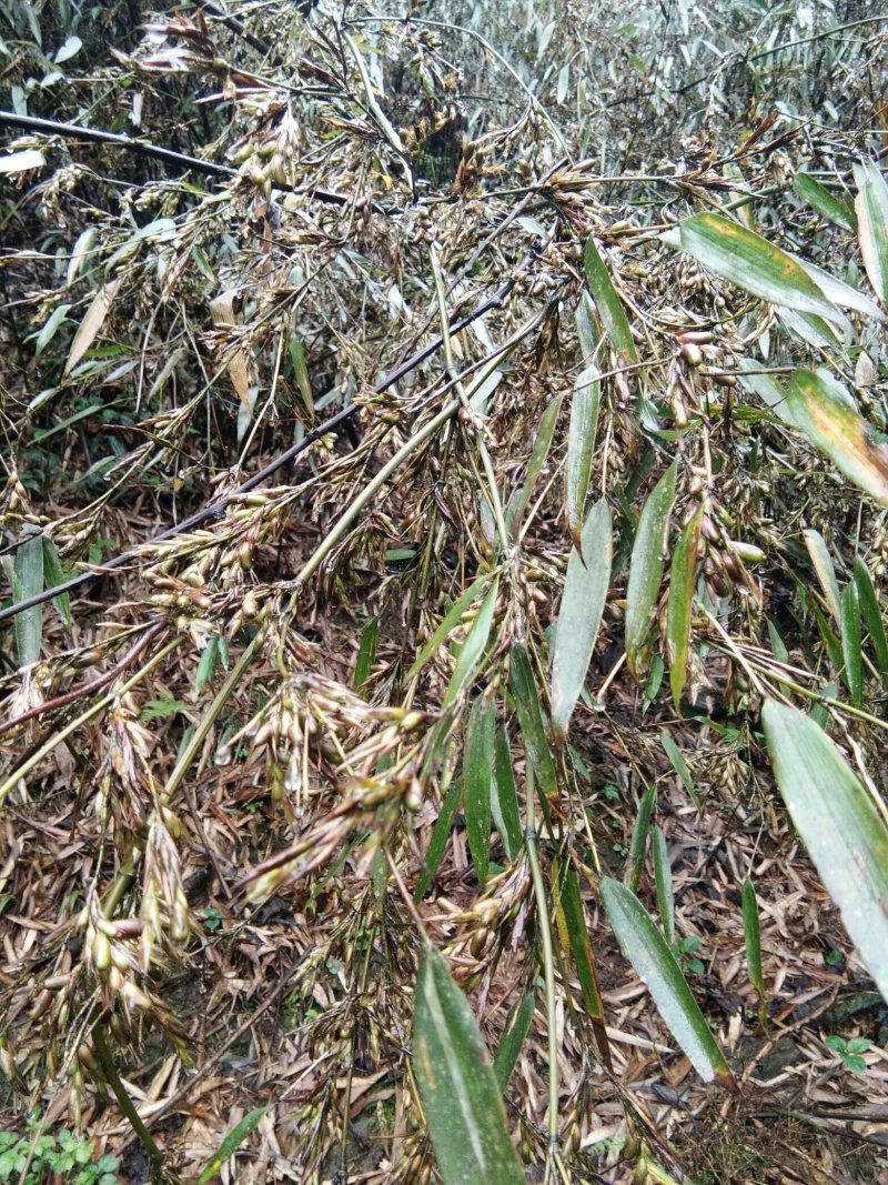 竹笋，竹米