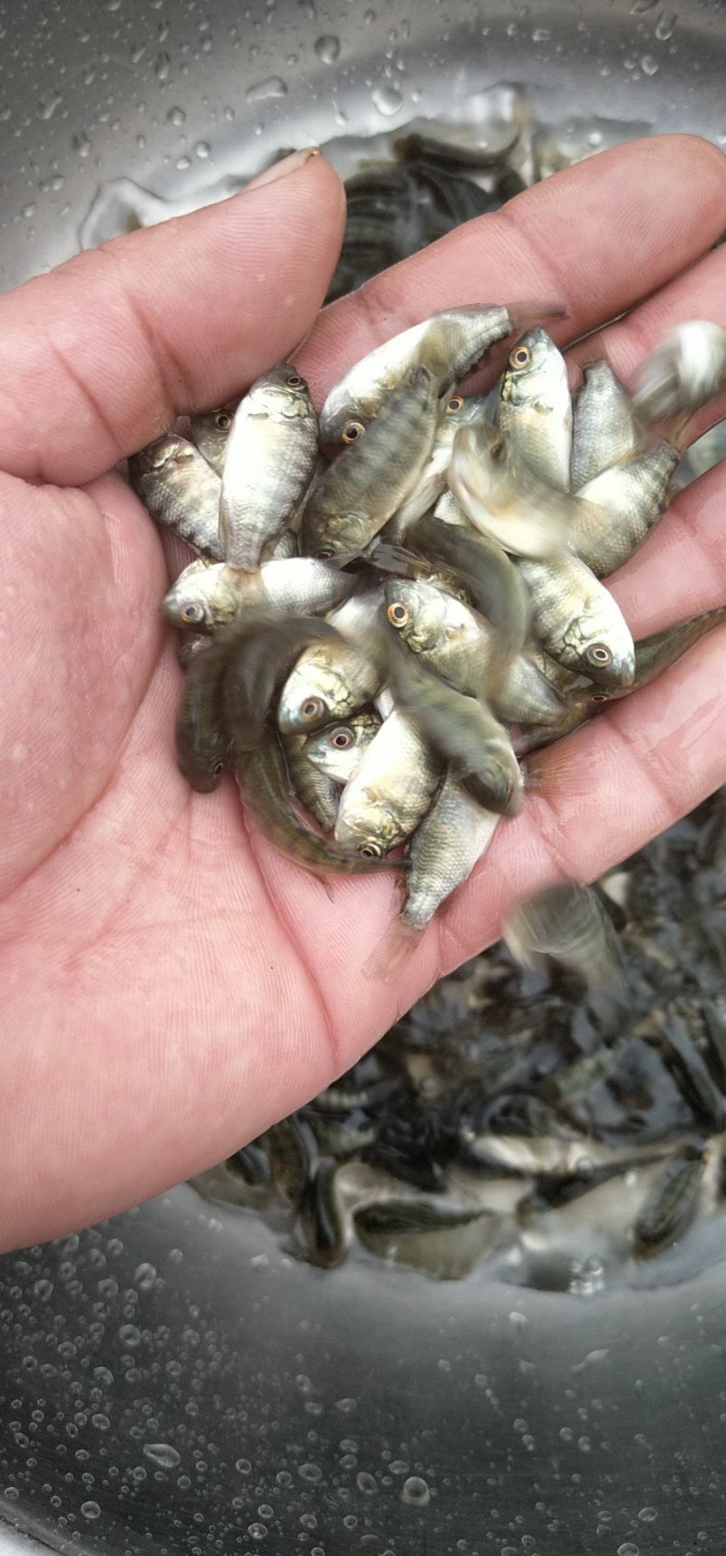 厂家热销罗非鱼苗，广东罗非鱼苗福寿鱼苗海南一号