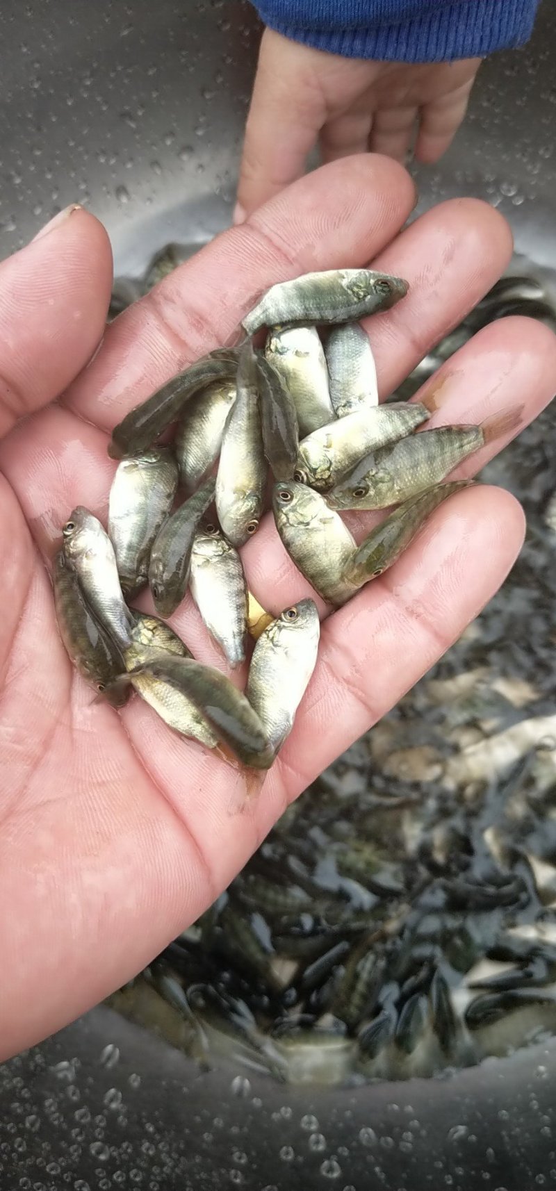 厂家热销罗非鱼苗，广东罗非鱼苗福寿鱼苗海南一号