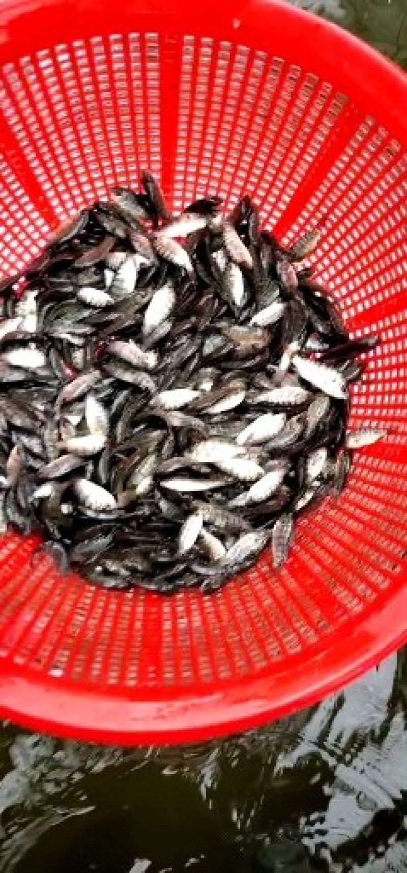 厂家热销罗非鱼苗，广东罗非鱼苗福寿鱼苗海南一号