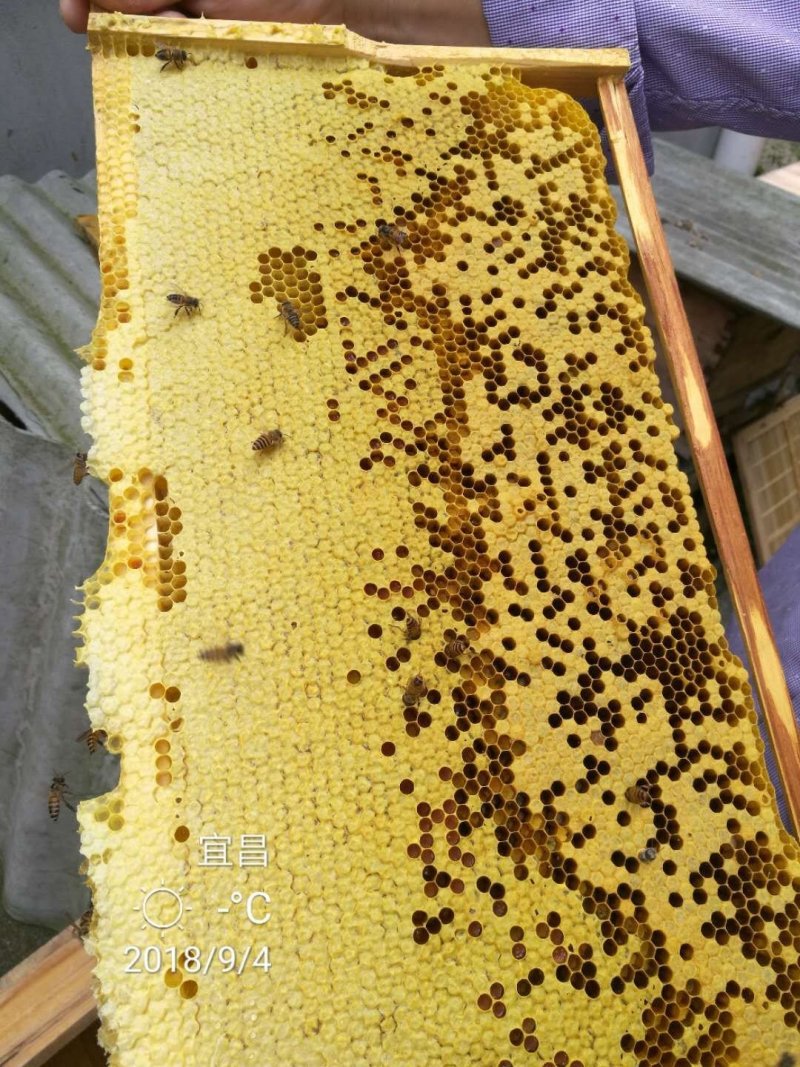 出售土蜂蜜