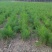 3年大根芦笋苗芦笋根白芦笋青芦笋